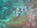 Harlequin Sweetlips